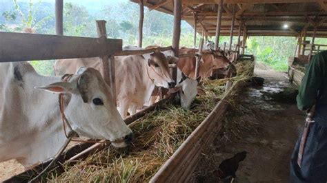 Simak Cara Pilih Hewan Kurban Baik Sapi Domba Dan Kambing Sesuai