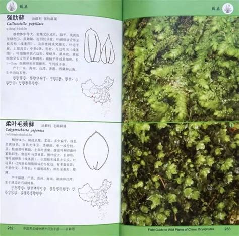 大鵬自然好書導讀之四十五：《中國常見植物野外識別手冊苔蘚冊》 每日頭條