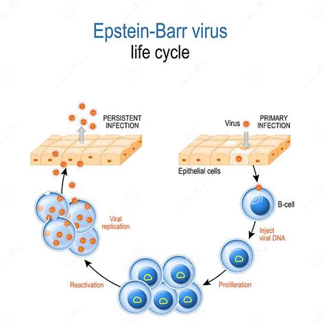 Epstein Barr Virus Life Cycle Stock Vector Illustration Of Cause Herpesvirus 153898704