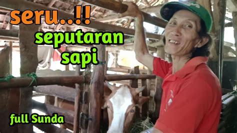 Ciri Ciri Sapi Akan Segera Melahirkanternak Sapi Ala Peternak Sapi