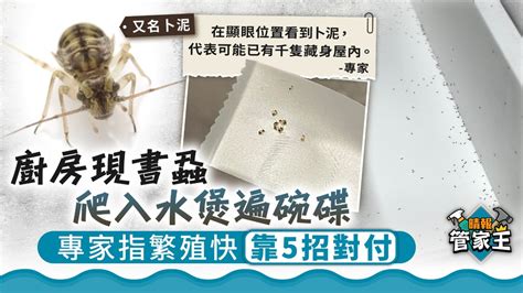 管家王 ︳廚房現書蝨爬入水煲遍碗碟 專家指繁殖快靠5招對付 晴報 家庭 家居 D220818