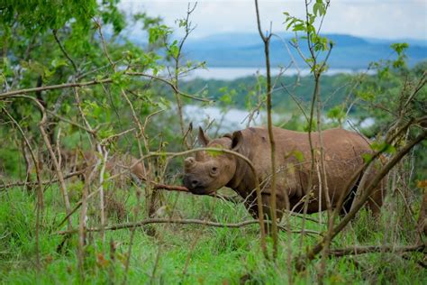 3 Days Akagera National Park Wildlife Safari Price 2025