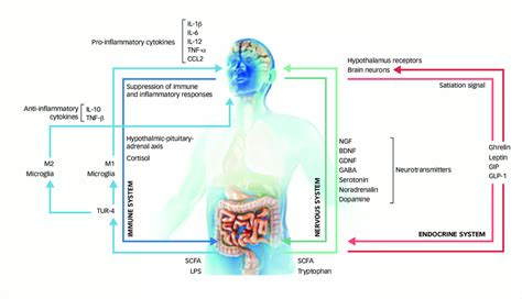 Schematic Showing Potential Interactions Between Gut Microbiota And The