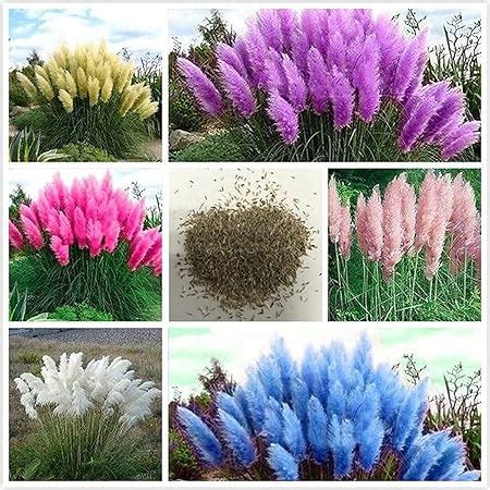 Amazon Daisy Garden Pcs Pink Pampas Grass Seeds Perennial