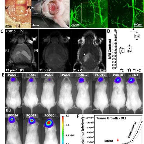 Pharmacokinetics And Biodistribution Of Panitumumab IRDye800 In Vivo