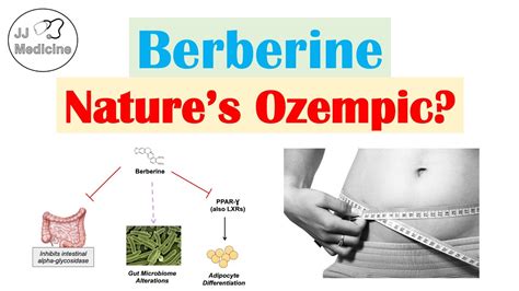 Berberine Natures Ozempic Weight Loss Metabolism Findings