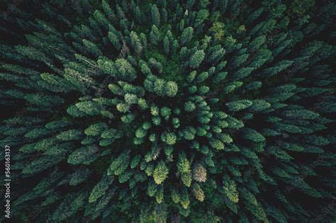 Stockfoto Med Beskrivningen Aerial Top View Green Forest And Green