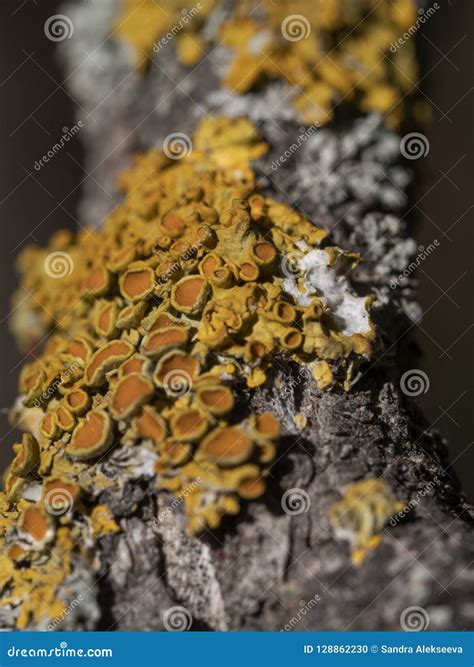 Closeup Of Yellow Tree Fungus On A Tree Branch Stock Photo Image Of