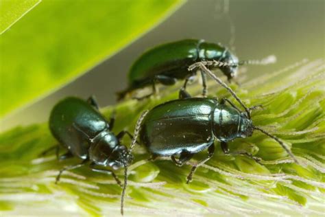 How To Control And Eradicate Flea Beetles Gardener S Path