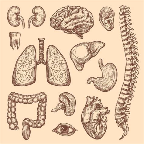 Biology Drawing Science Drawing Human Anatomy Drawing Human Body