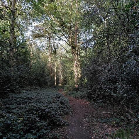 Path Through Limbrick Wood A J Paxton Geograph Britain And Ireland