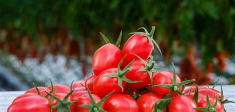 DA SYNGENTA ARRIVANO 4 NUOVE VARIETÀ DI POMODORI BABY PLUM RESISTENTI