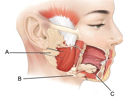 Digestive System Salivary Glands Diagram Quizlet