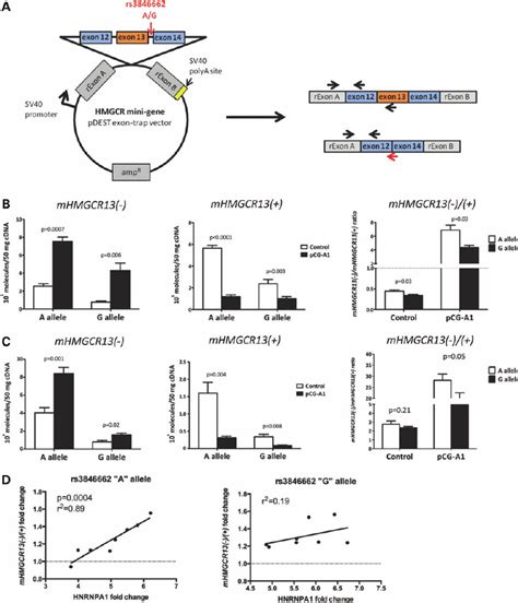 HNRNPA1 Overexpression Increases The Efficiency Of HMGCR Exon 13