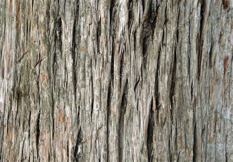 Closeup of old juniper tree bark — Stock Photo © lucysd #1345744