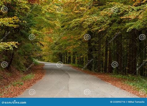 Antiga Estrada De Asfalto Na Floresta Do Outono Foto De Stock Imagem