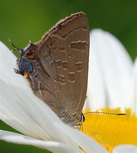 Hickory Hairstreak Satyrium Caryaevorus Bugguide Net