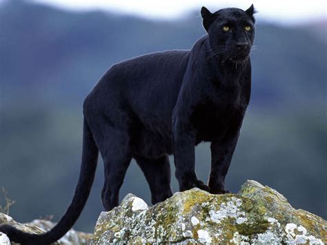 Black Leopard Wallpapers Wallpaper Cave