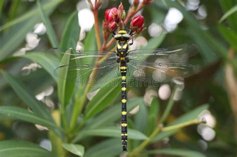 Yellow And Black Dragonfly Stock Photo Image Of Garden 292962794