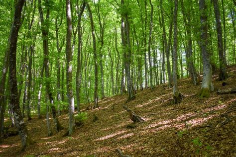 Forest Nature Bosnia and Herzegovina Stock Photo - Image of europe ...