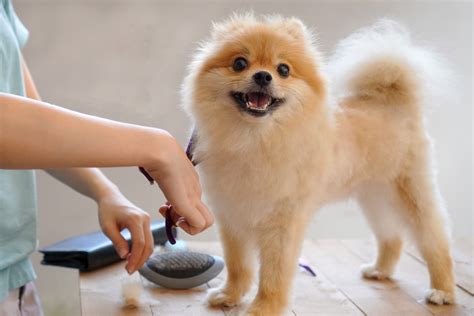 Tipos De Tosa De Cachorro Beb Higi Nica Na Tesoura E Mais Guia