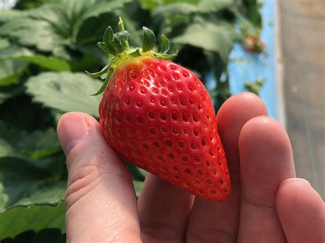 Strawberry Picking In Japan Tourist In Japan