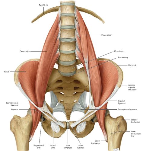 Pecten Pubis Conjoint Tendon