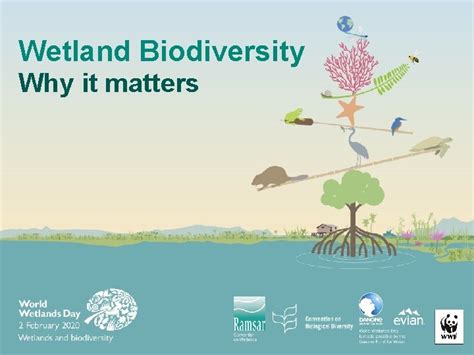 Wetland Biodiversity Why It Matters Biodiversity Is The