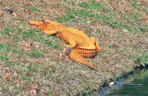 Orange alligator spotted in South Carolina : reptiles