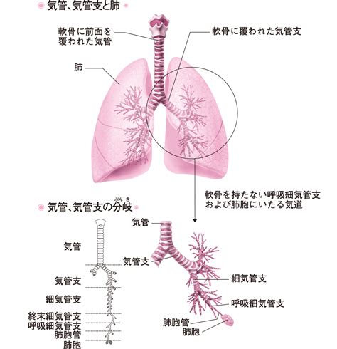 呼吸とは何だろう？｜呼吸器に関するQ＆A（1） | 看護roo![カンゴルー]
