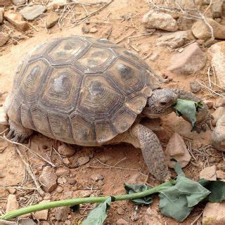 Desert Tortoise Facts and Pictures