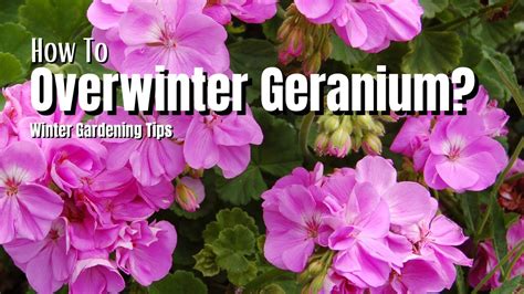 How To Overwinter Geranium Plants Winter Gardening Tips Youtube