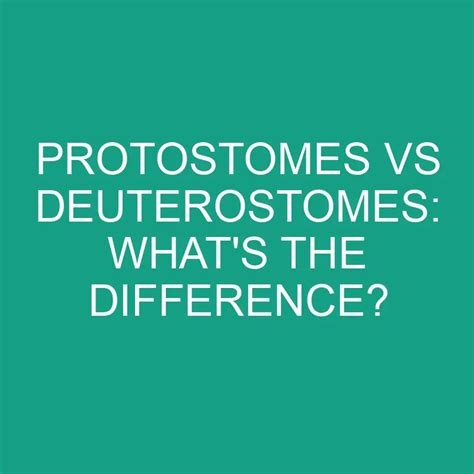 Protostomes Vs Deuterostomes What S The Difference Differencess