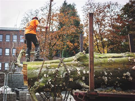 Experienced Climbers Required For Ayrshire Tree Surgeons Central