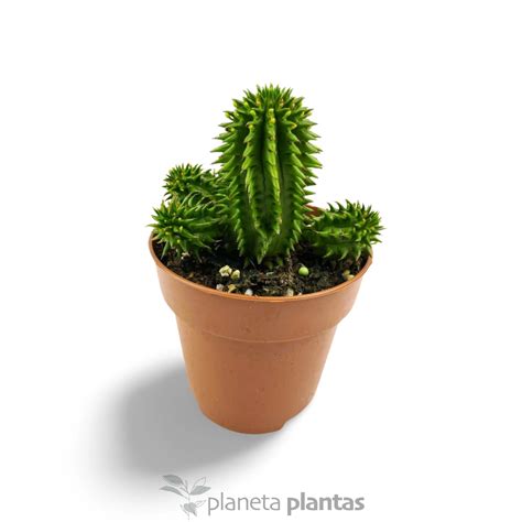 Exclusivas Suculentas Crasas Cactus Y Agaves