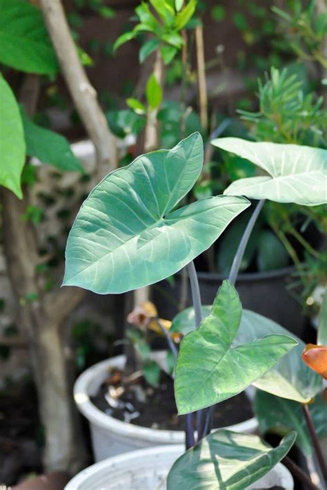 Everything About Growing Malanga Plant Easily