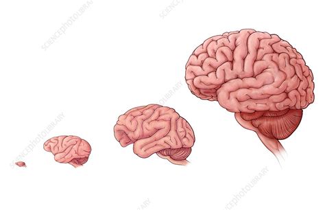 Brain Size Comparison Stock Image C0305533 Science Photo Library