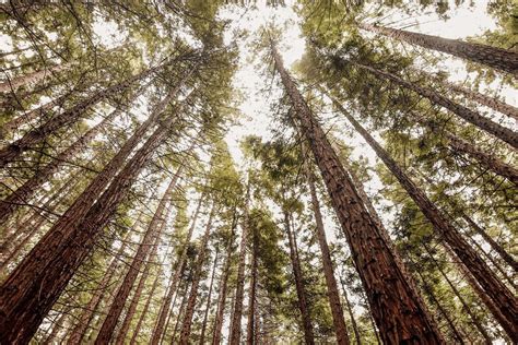 Redwood Forest Riparide