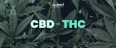 Cbd Vs Thc • Quelles Sont Les Différences Uweed France