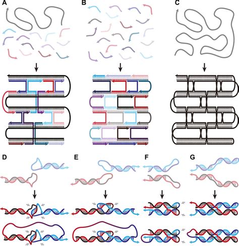 Frontiers A Single Strand A Simplified Approach To DNA Origami