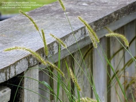 Plantfiles Pictures Setaria Species Bristly Foxtail Knotroot Bristlegrass Marsh Bristlegrass