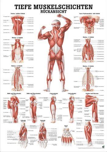 Ruediger Anatomie Mipo 37lam Profondeur Musculaire Couches Tableau Vue