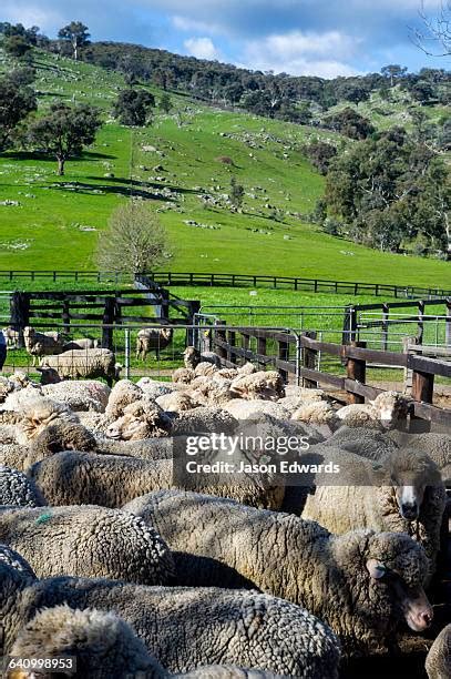 Sheep Hills Victoria Photos And Premium High Res Pictures Getty Images