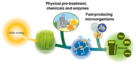 Jgi Fast Tracks Plant Biomass To Biofuel Conversion Lawrence Livermore National Laboratory