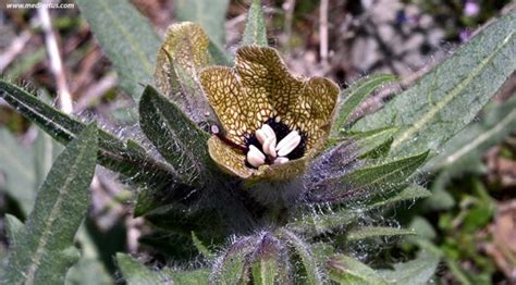 Hyoscyamus niger | Henbane | Medicinal Uses | Charles W. Kane | Applied Medical Botany