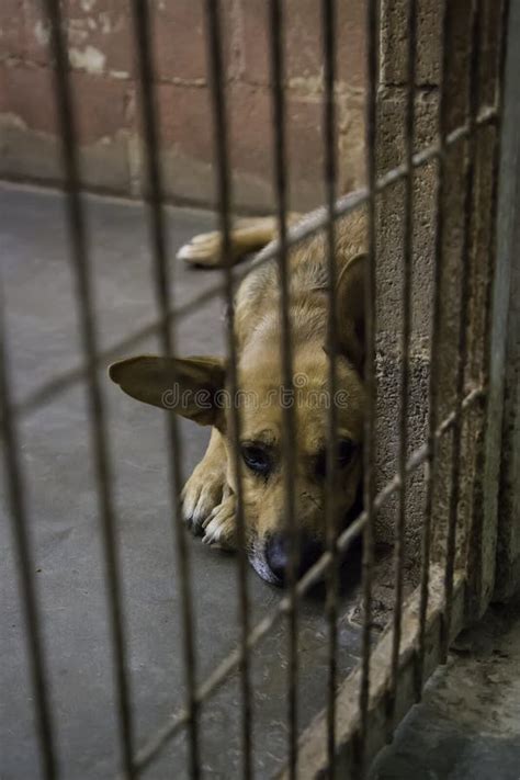 Perros Abandonados Y Enjaulados Foto De Archivo Imagen De Concepto