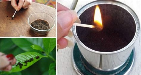 How To Use Coffee Grounds As Natural Insecticide And Mosquito Repellent