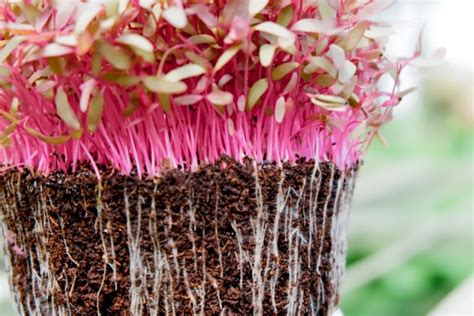 Heres How To Grow Amaranth Microgreens