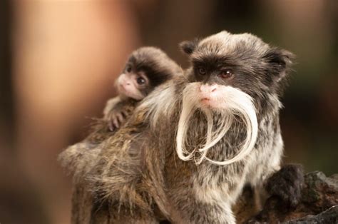 Emperor Tamarin Pictures - AZ Animals