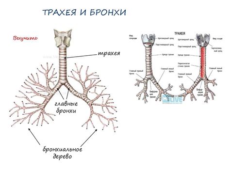 Строение и значение дыхательной системы - презентация онлайн
